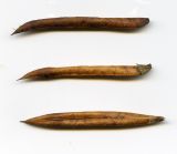 Caragana arborescens. Зрелые плоды. Курская обл., Железногорский р-н, с. Разветье. лесополоса. 3 августа 2007 г.