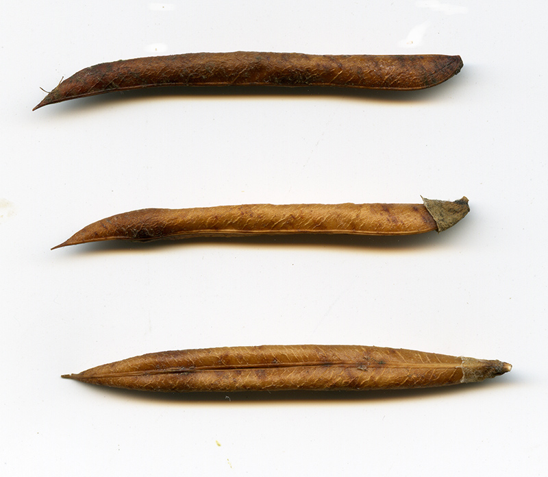 Image of Caragana arborescens specimen.