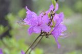 Rhododendron dauricum