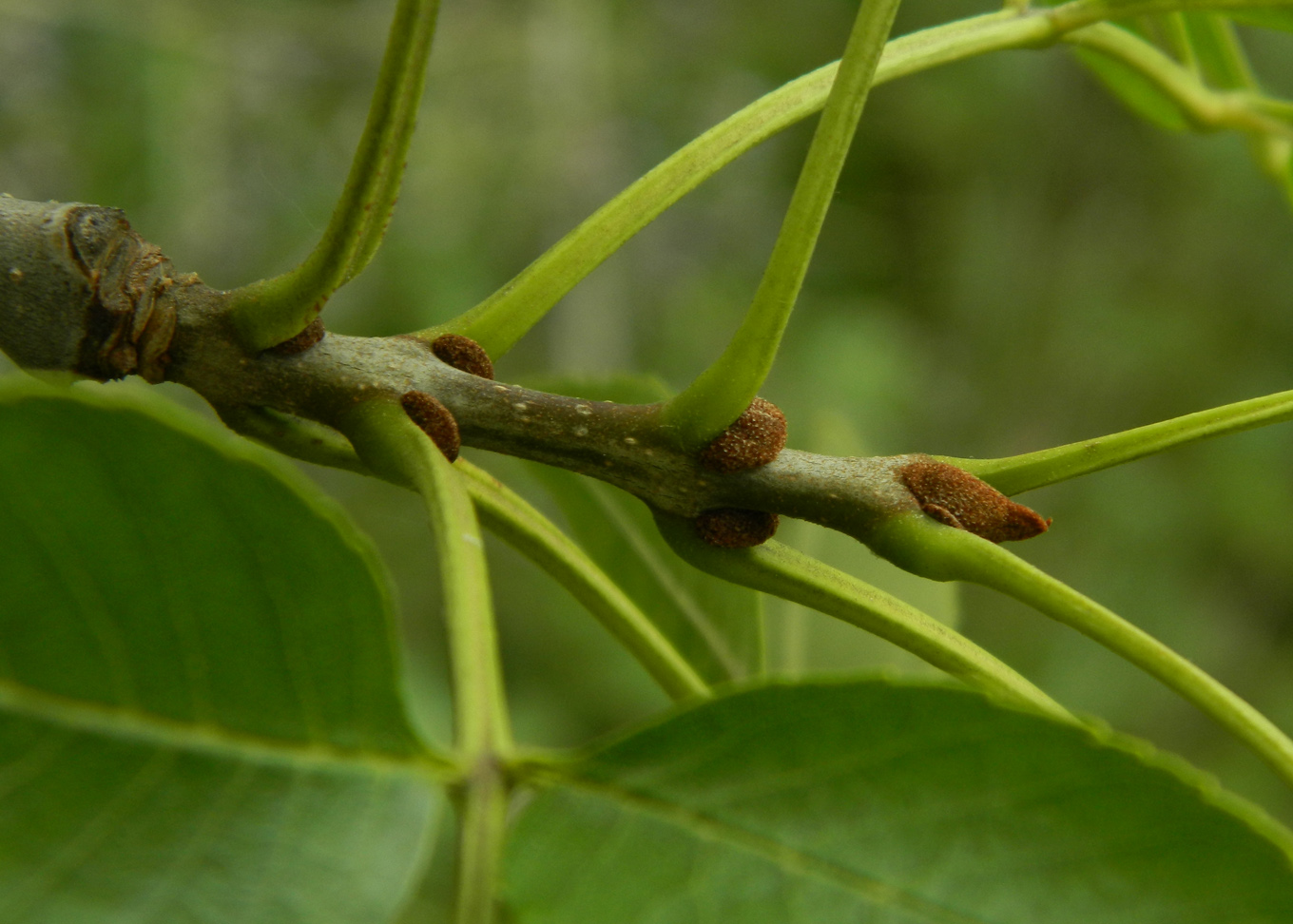 Изображение особи род Fraxinus.