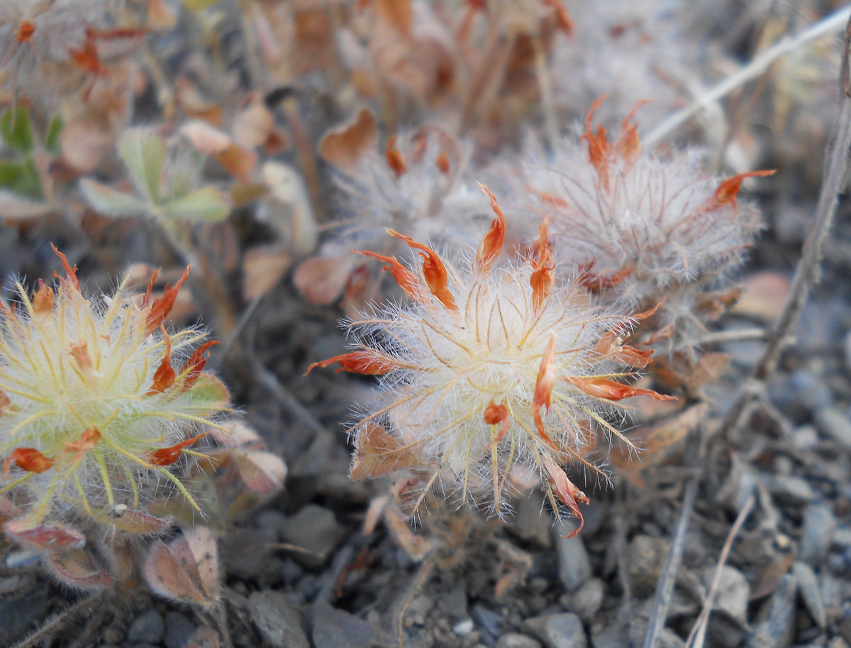 Image of Trifolium hirtum specimen.