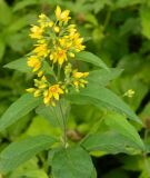 Lysimachia vulgaris