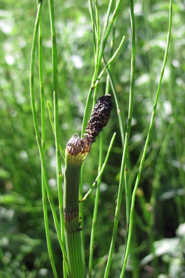 Изображение особи Equisetum fluviatile.