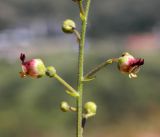 Scrophularia integrifolia