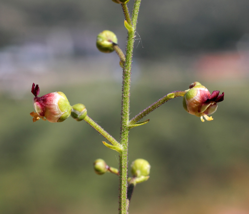 Изображение особи Scrophularia integrifolia.