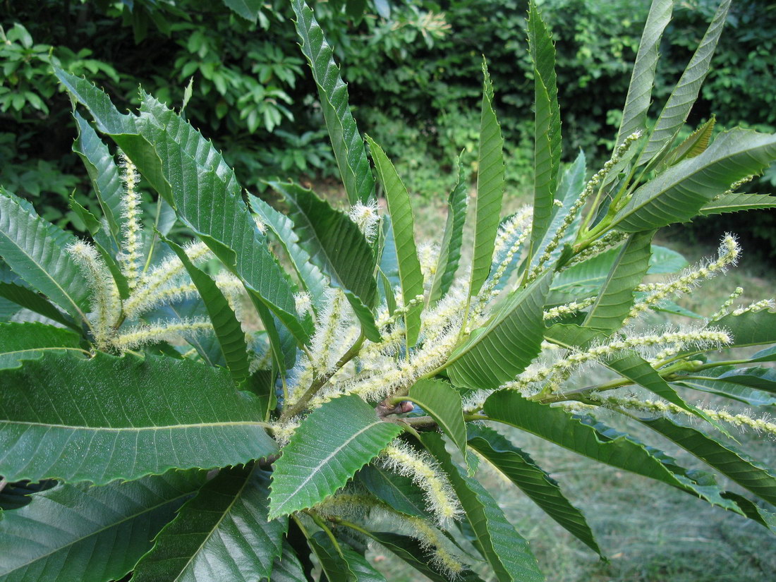 Image of Castanea sativa specimen.