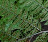Dryopteris goeringiana