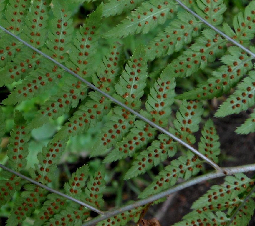 Image of Dryopteris goeringiana specimen.