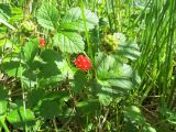 Rubus arcticus