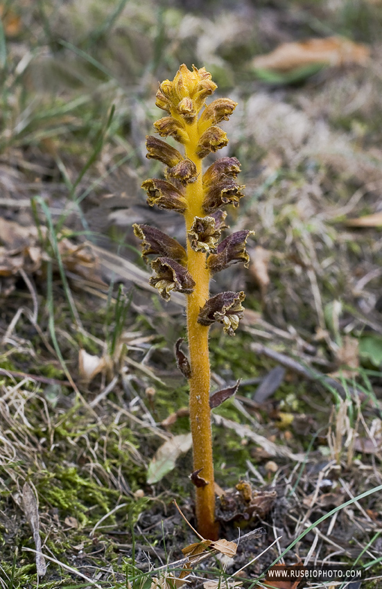 Изображение особи Orobanche laxissima.