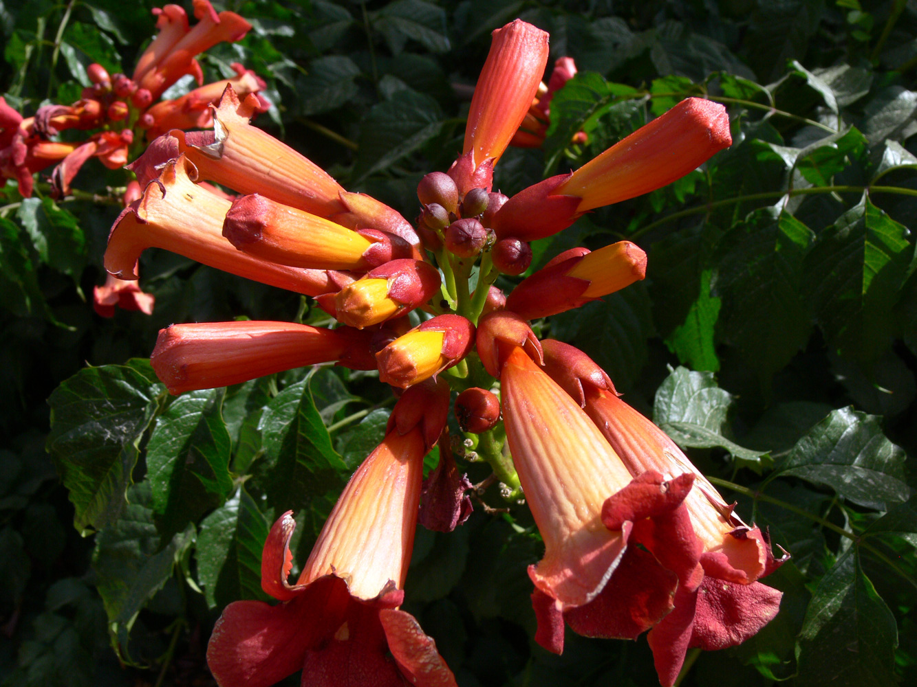 Изображение особи Campsis radicans.