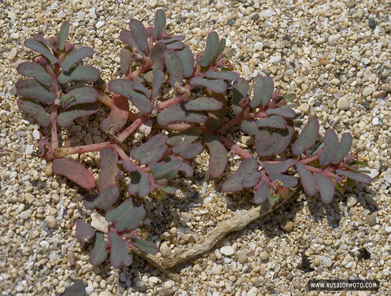 Image of Euphorbia peplis specimen.