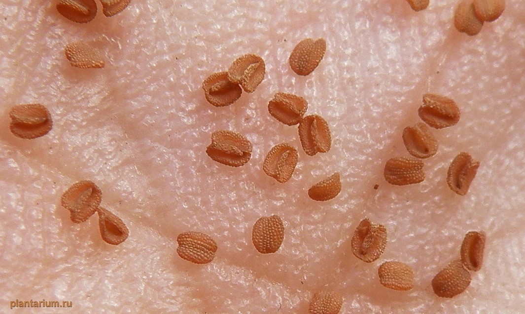 Image of Holosteum umbellatum specimen.