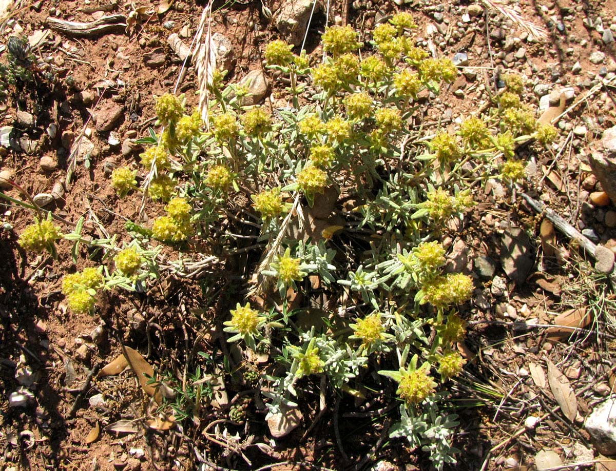 Image of Teucrium aureum specimen.