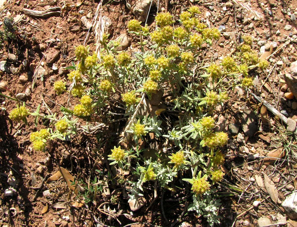 Изображение особи Teucrium aureum.