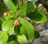 Euonymus japonicus. Верхушка побега со зрелыми плодами. Южный берег Крыма, г. Ялта, в культуре. 21 ноября 2012 г.