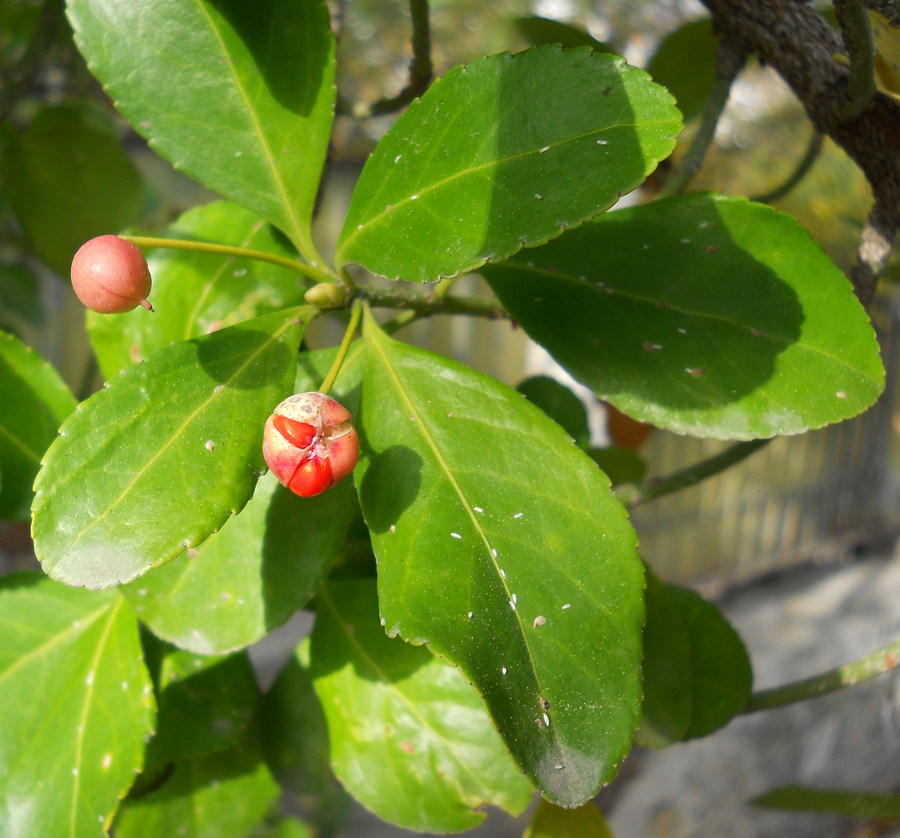 Image of Euonymus japonicus specimen.