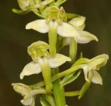 Platanthera chlorantha