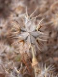 Trifolium stellatum