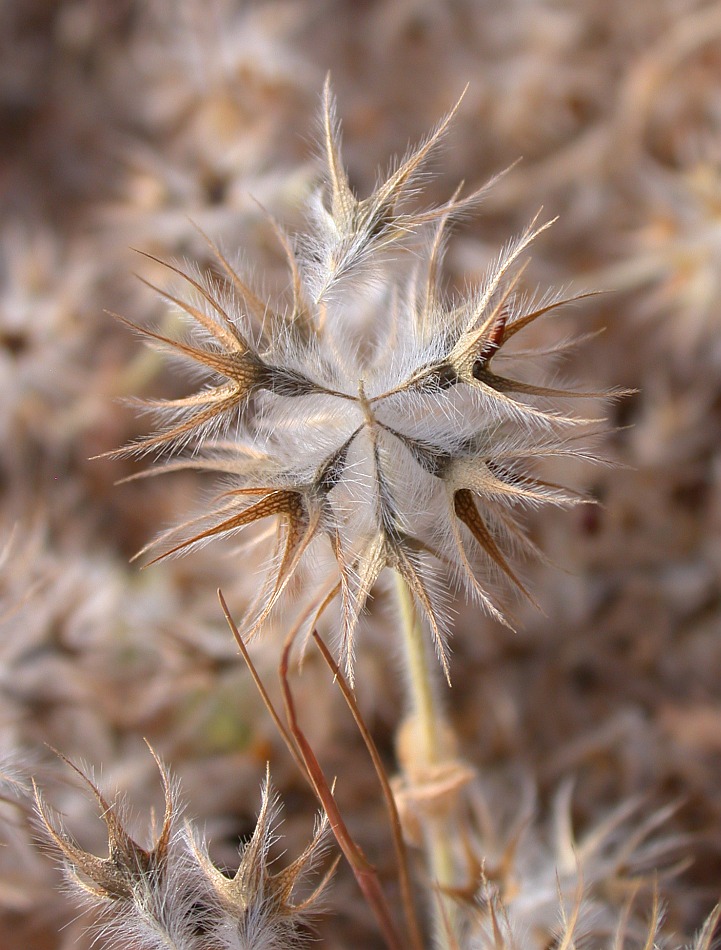 Image of Trifolium stellatum specimen.