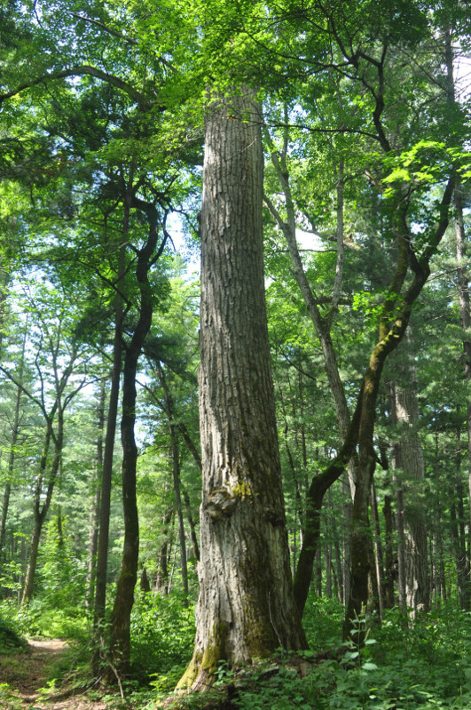 Image of Populus suaveolens specimen.