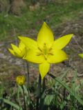 Tulipa biebersteiniana