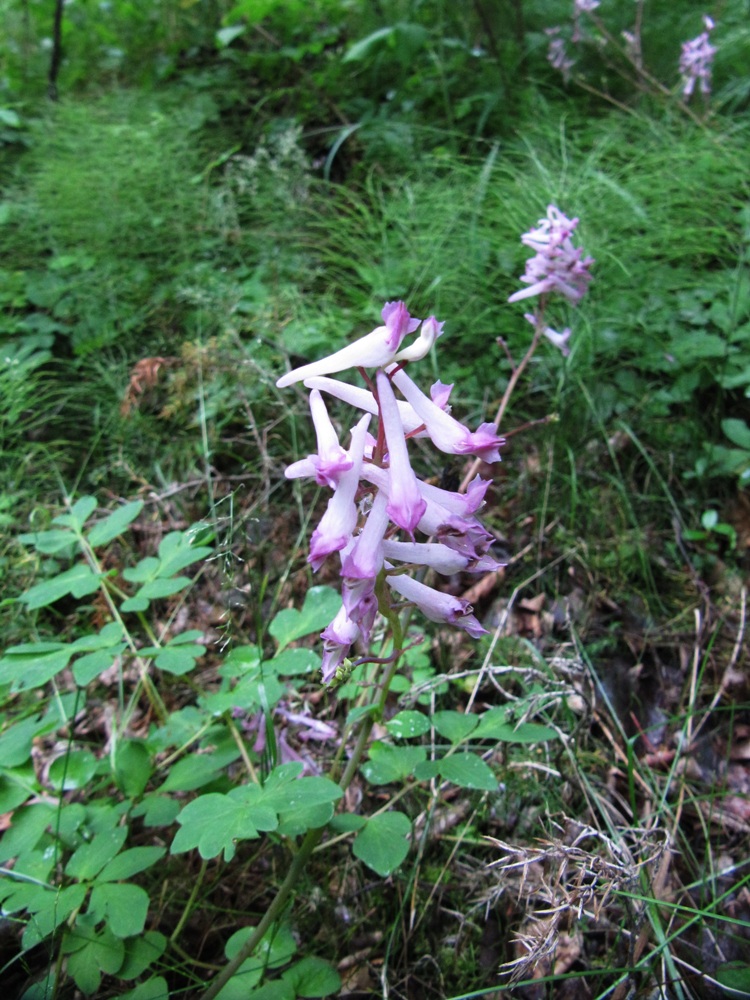 Изображение особи Corydalis paeoniifolia.