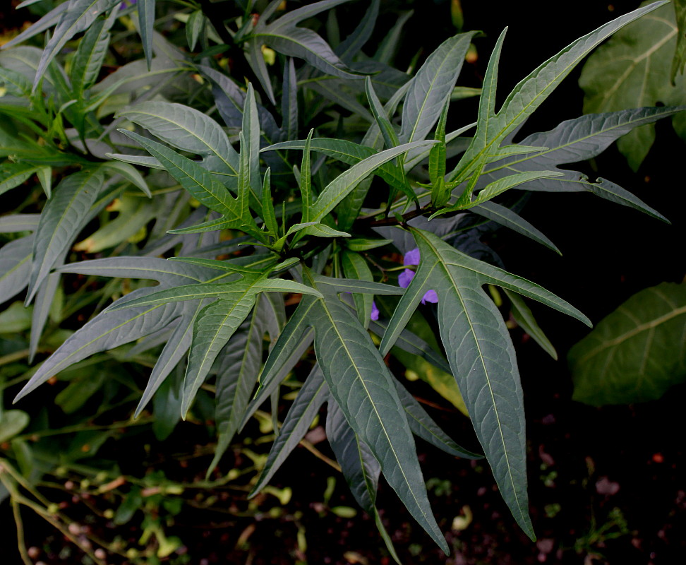 Изображение особи Solanum laciniatum.