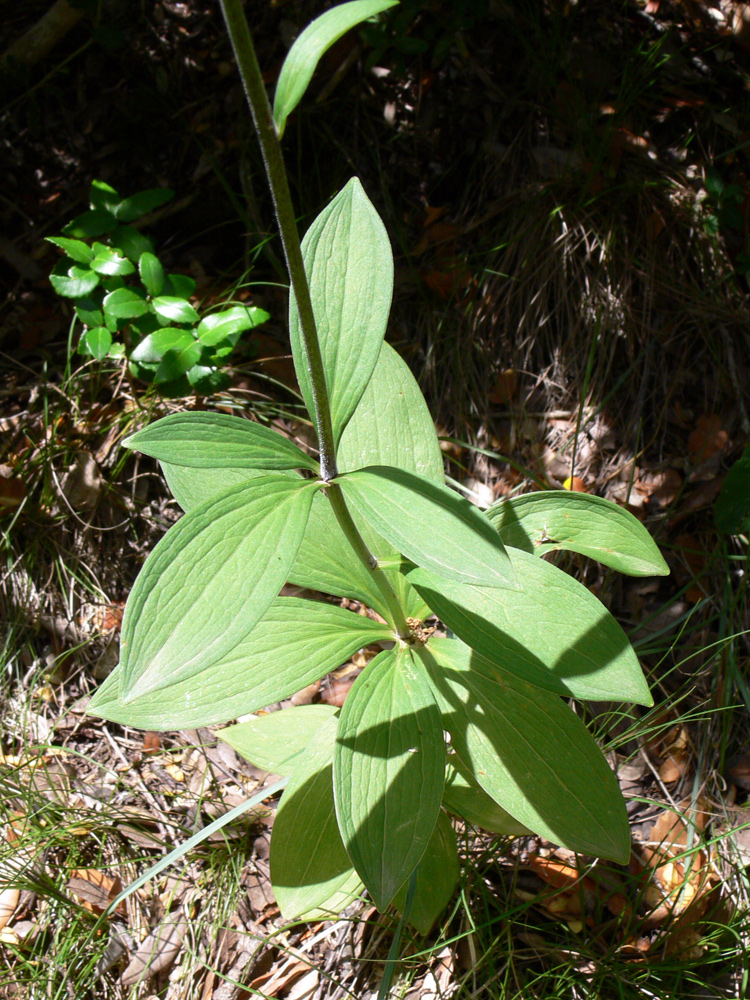 Изображение особи Lilium martagon.