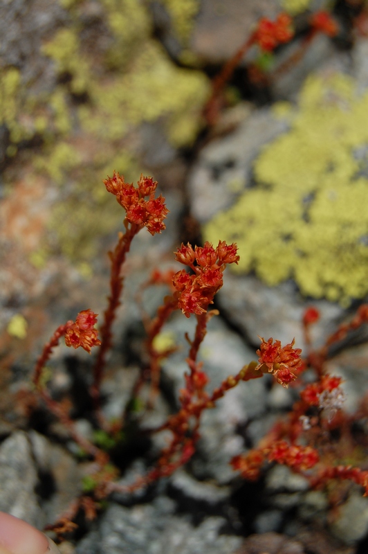 Изображение особи Sedum tenellum.