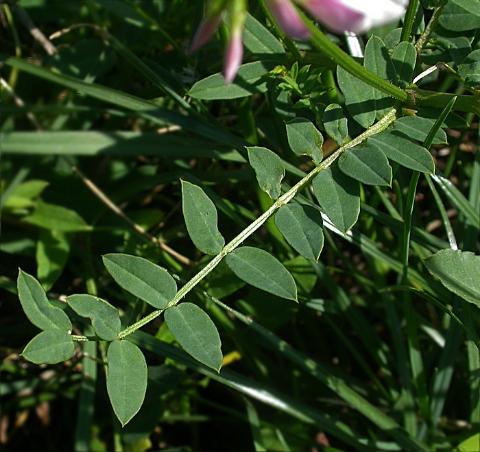 Image of Securigera varia specimen.