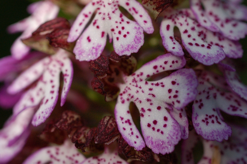 Image of Orchis purpurea specimen.