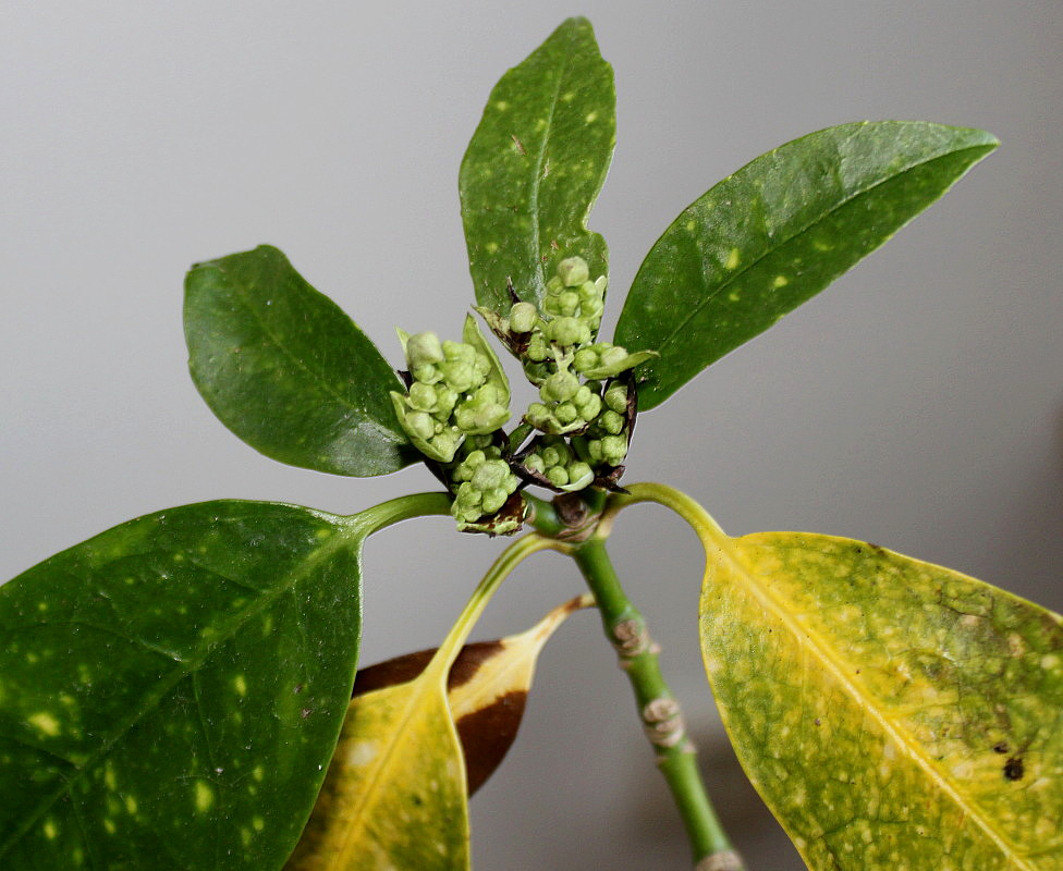 Image of Aucuba japonica specimen.