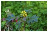 Mahonia aquifolium