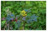 Mahonia aquifolium. Ветвь с соцветиями. Республика Татарстан, дендрарий Волжско-Камского заповедника. 22.05.2009.