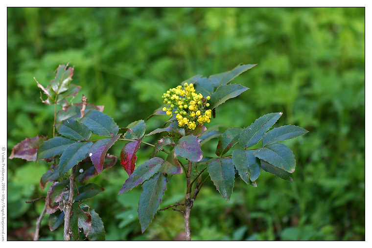 Изображение особи Mahonia aquifolium.