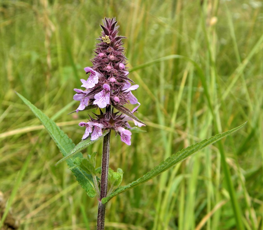 Изображение особи Stachys palustris.