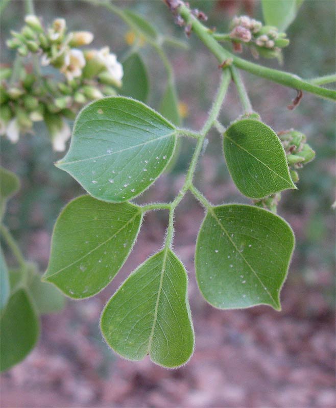 Изображение особи Dalbergia sissoo.