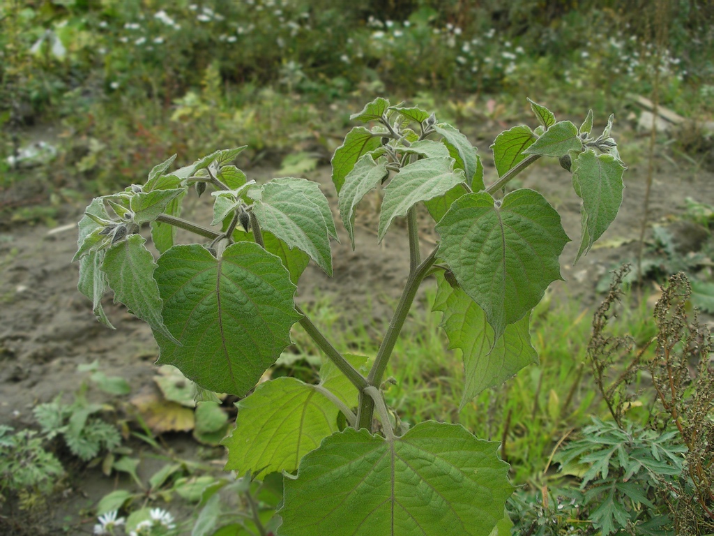 Изображение особи Physalis peruviana.