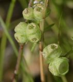 Valerianella vesicaria