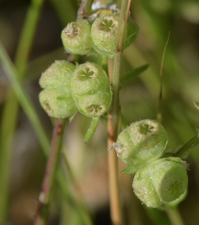 Image of Valerianella vesicaria specimen.