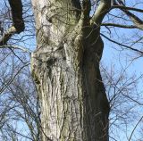 Quercus rubra