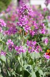 Lunaria annua