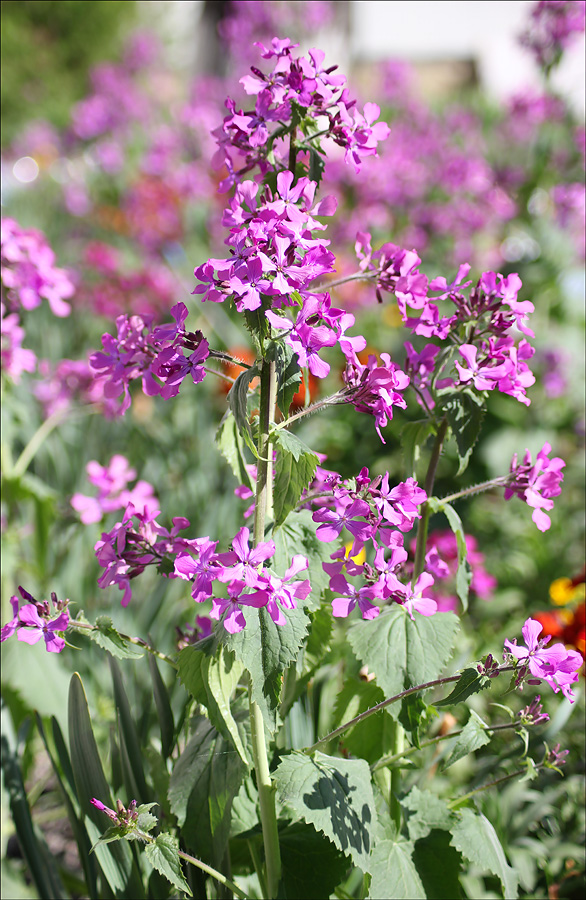 Изображение особи Lunaria annua.