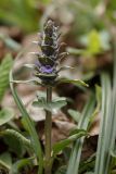 Ajuga reptans