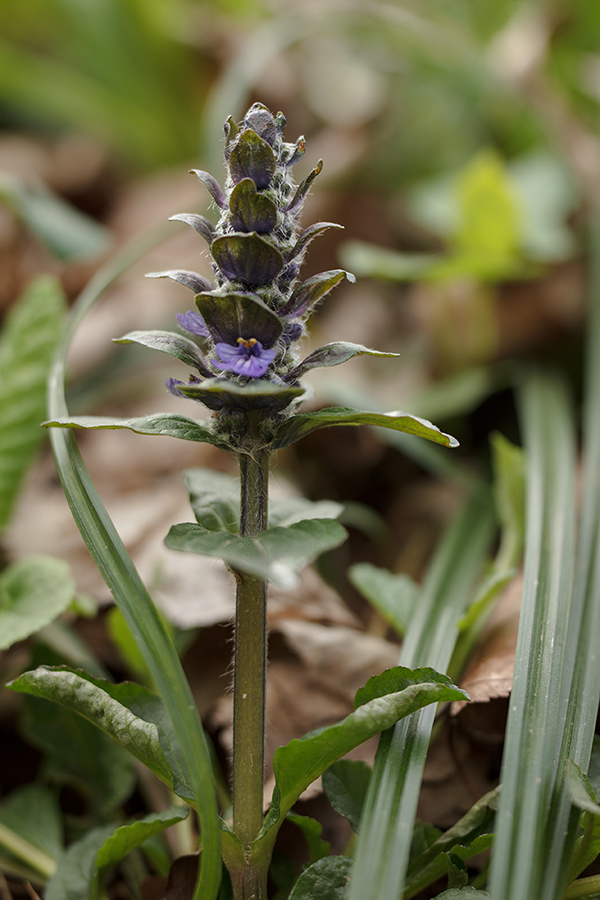 Image of Ajuga reptans specimen.