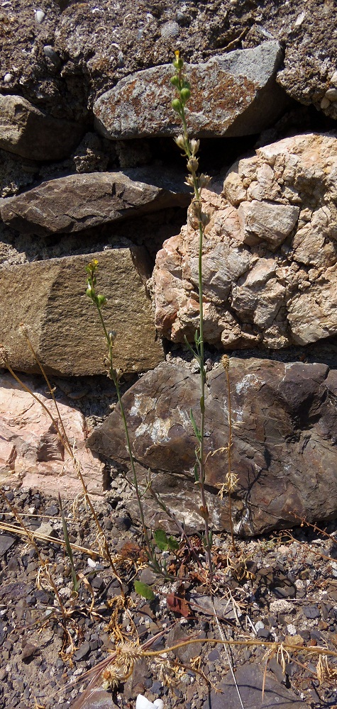 Image of Linaria simplex specimen.