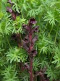 Orobanche gamosepala