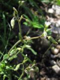 Cerastium holosteoides