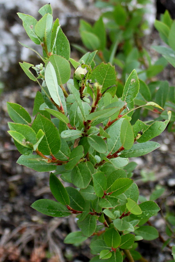 Изображение особи Salix hastata.